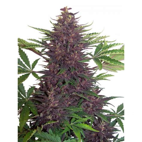 Auto Purple Kush Feminized Cannabis Seeds