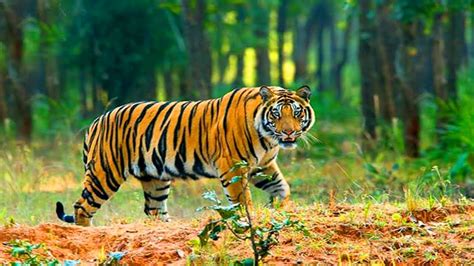 Sundarban Bangladesh The Land Of Royal Bengal Tiger Youtube