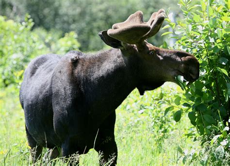 Listen Scientists Turn Wolf Moose Relationships On Isle Royale Into