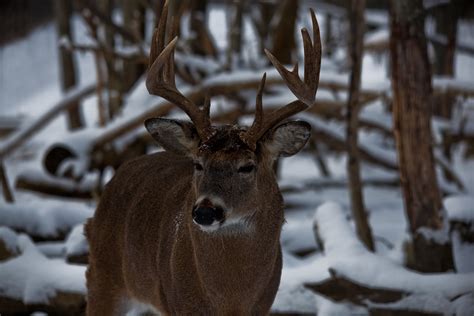 Whitetail Buck Antlers Wildlife Free Nature Pictures By Forestwander