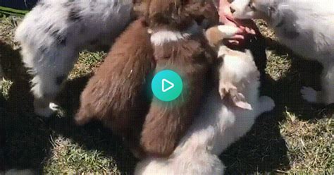 10 Aussie Shepherds Kiss Attack One Five Year Old Heaven Must Be Like This  On Imgur