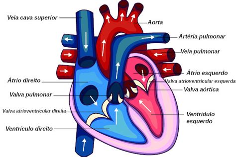 Top 7 O Sistema Cardiovascular é Composto Por Quais órgãos 2022