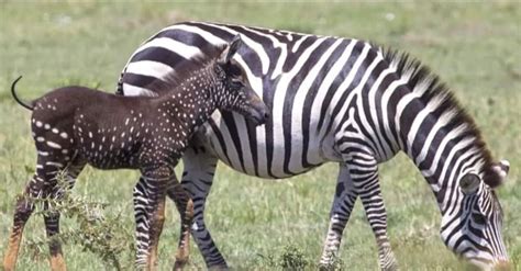 Adorable Baby Zebra Was Born With Polka Dots Instead Of Stripes In