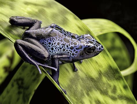 Blue Poison Dart Frog Amazon Rain Forest Photograph By Dirk Ercken