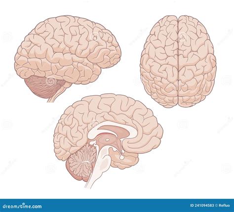 Brain Anatomy Medical Illustration Stock Vector Illustration Of