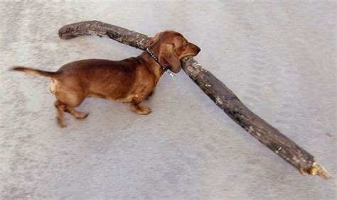 10 Dogs Whose Big Sticks Endearingly Complicate A Simple Game Of Fetch