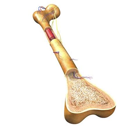 Start studying bone cross sections. One size does not fit all when it comes to marrow fat ...