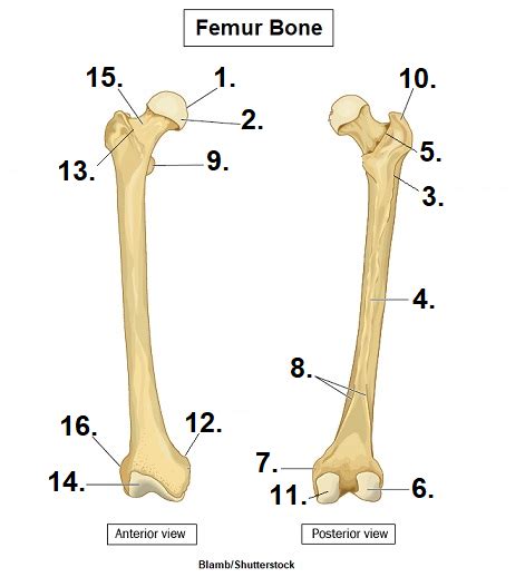 Femur Bone And Markings Diagram Quizlet