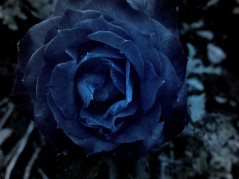 Dark Blue Roses Wallpaper Wallpapersafari