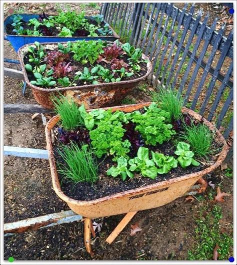 Recycled Wheelbarrows Create Awesome Movable Raised Veggie Gardens
