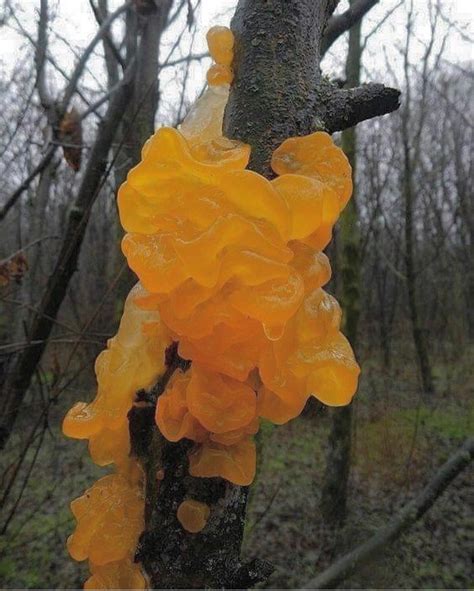 Orange Fungus On Tree Australia Unbelievably Well Vlog Efecto