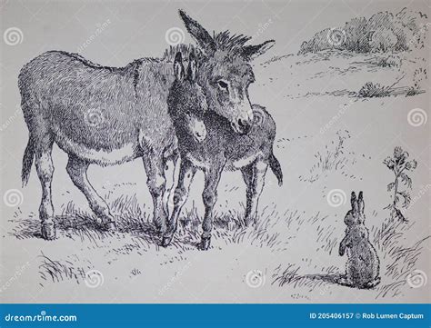 Drawing Of Two Donkeys And A Rabbit Stock Image Illustration Of Black