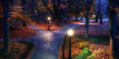 Maple Leafed Plant Gray Pave Road At Night Fall Park New York City