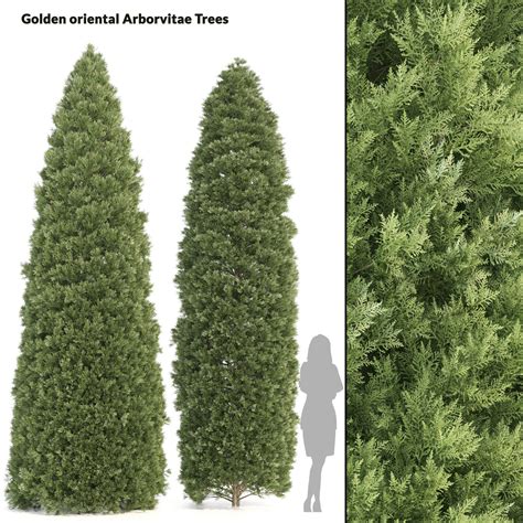 Artstation 2 Golden Oriental Arborvitae Trees Resources