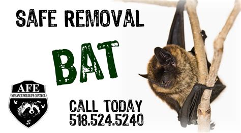 We Provide Safe And Reliable Wild Bat Removal From Your Home Property Or Office We Also Remove