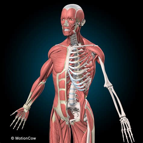 3d Female Muscle Skeleton Anatomy