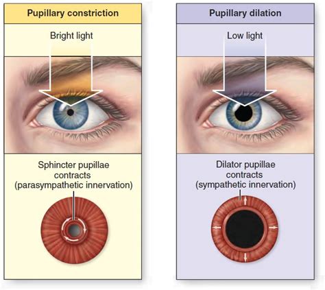 Pupil Diameter Pupillary Constriction Decreases The