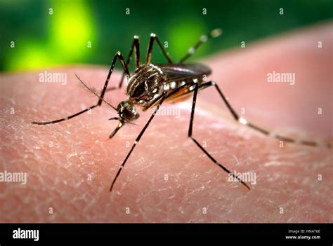 Female Aedes Aegypti Mosquito Hi Res Stock Photography And Images Alamy