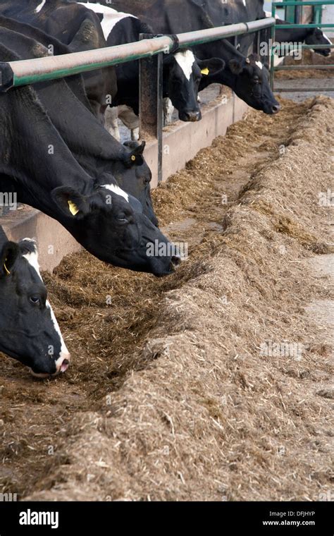 La Alimentaci N De Las Vacas Lecheras Holstein Fotograf A De Stock Alamy