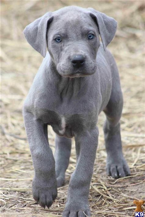 Blue Great Dane Puppy Blue Great Dane Pinterest
