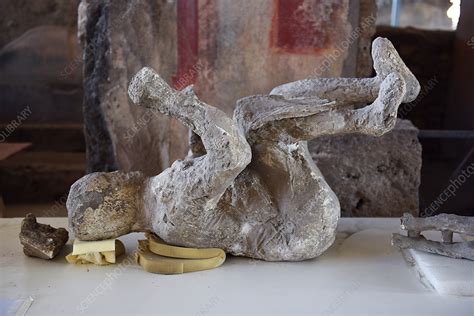 Body Cast Of A Victim Of The Pompeii Eruption Stock Image C0369662