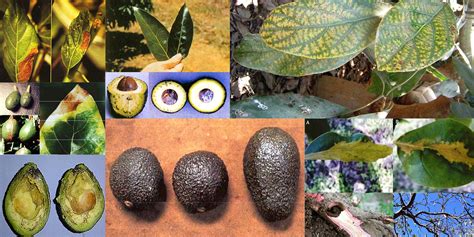 Understanding The Hass Avocado Orchard Soil Nutrition Invertebral México