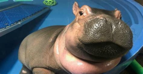 This Baby Hippo Photobombing A Marriage Proposal Is The Best Thing You