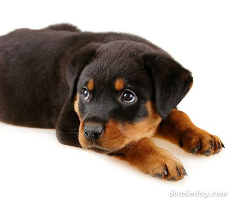 The rottweiler is a fantastic keyboard theme with new background. cutest PUPPY breed ( warning CUTENESS OVERLOAD! )