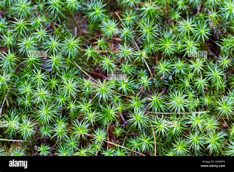 Green Spiky Leaves Plant On Forest Floor Stock Photo Alamy