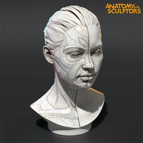 Artstation Woman Model Anatomy For Sculptors Facial Anatomy Head