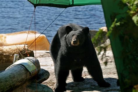 Cómo Sobrevivir Al Ataque De Un Oso Ecverde