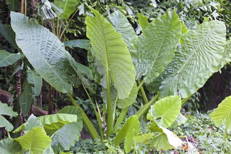 Huge Green Leaves Of Various Tropical Plants Stock Photo Image Of