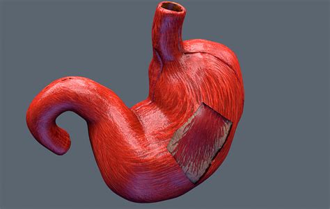 Human Anatomy Stomach 3d Model Turbosquid 1202572