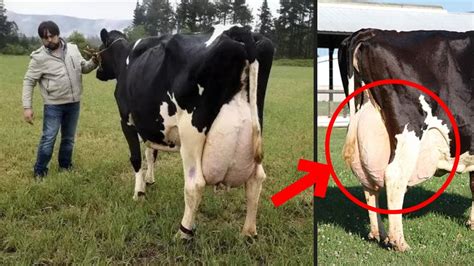 9 Highest Milk Producing Cow Breeds For Your Dairy Farm Best Cow