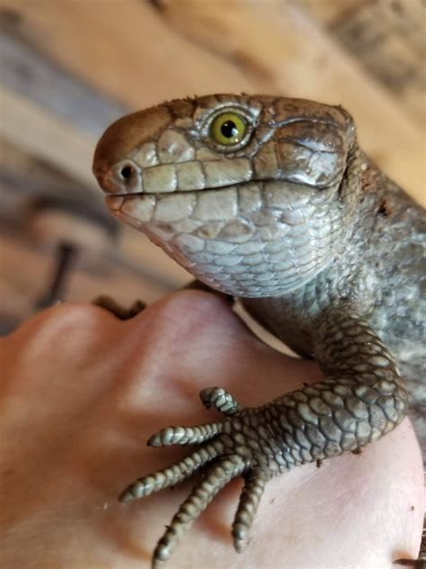 For Sale Monkey Tailed Skink Faunaclassifieds