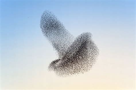 Startling Starlings See Flock Of Thousands Of Birds Combine In One