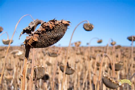 Harvesting sunflowers