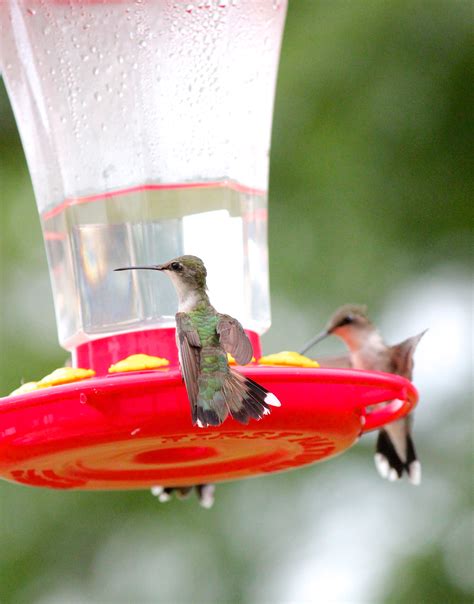 Change the food at least every three to five days with a new batch to keep it fresh. How To Make Homemade Hummingbird Food