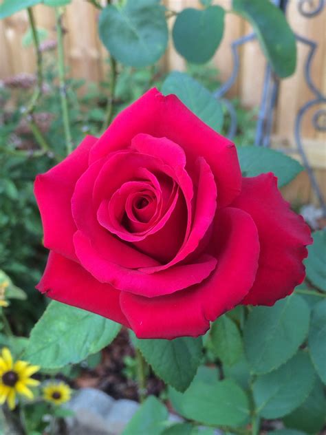 Hybrid Tea Rose Vitalcute