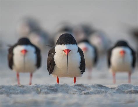 The Comedy Wildlife Photography Award Finalists Have Been Revealed