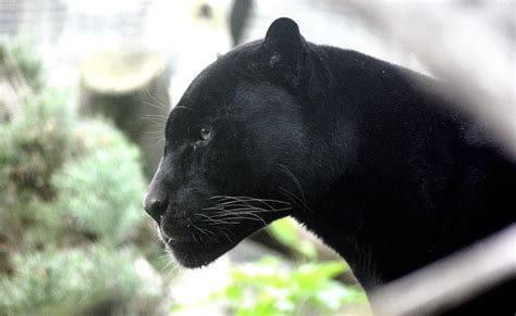 Black Panther Spirit Animal Totem Symbolism And Meaning