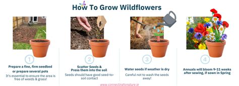 How To Sow Wildflower Seeds When To Sow Wildflowers Ireland