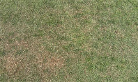 Fine Fescue As A Disease Management Strategy At Northland Country Club