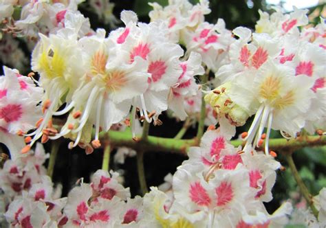 Red horse chestnut is a hybrid (a. File:2010.05.09 Horse chestnut blossom, Kyiv, Ukraine 001c ...