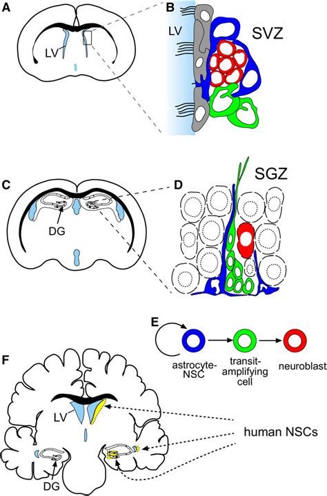 Schematic Of Adult Brain Nsc Niches A D Adult Mouse Brain A
