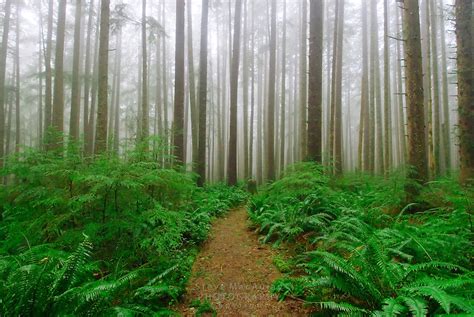 Fern Lined Foggy Forest Trail To Third Beach Olympic National Park