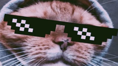 The Best 29 Cat Meme Wallpaper Pc Gettycandlebox