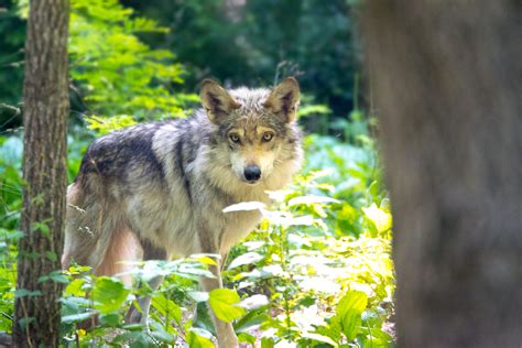Worlds First Mexican Wolf Pup Born From Artificially