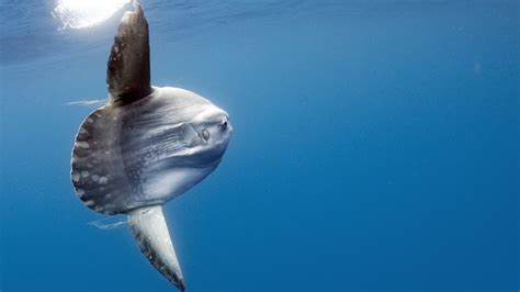 Giant Mola Keep Surprising Beachgoers The Atlantic