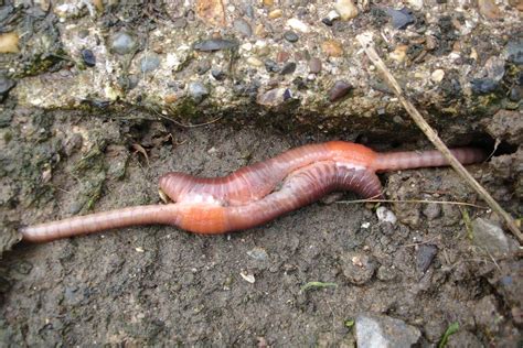Filemating Earthworms Wikipedia
